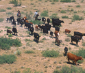 Livestock grazing  and cowboys