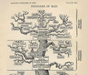 The tree of life as viewed by Ernst Haeckel in his 1879 work 