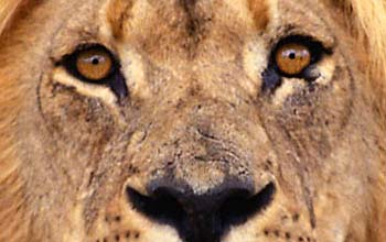 Human population growth and decline of the lion's natural prey have increased deadly attacks.