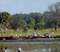 White ibises by a lake