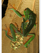 A red-eyed tree frog (<em>Agalychnis callidryas</em>) laying eggs on a leaf
