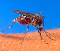 Mosquito on skin
