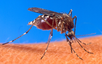 Closeup of a mosquitoe on skin