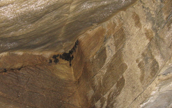 Small groups of bats in 2010 at Aeolus Cave, Vermont;