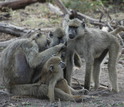 Members of a baboon group in Amboseli relax and groom together