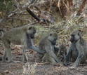 Two adult female baboons and an infant rest in the shade while a third female approaches.