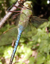 Common Green Darner Dragonfly, Male