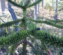 An Araucaria tree near Villarrica,