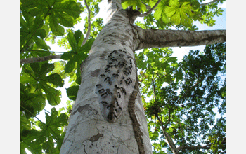 Nest of wasp species <em>Asteloeca</em>