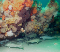 Atlantic cod under a shipwreck off Massachusetts