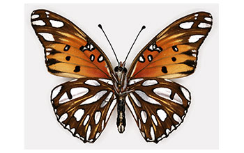 Ventral view of gulf fritillary butterfly