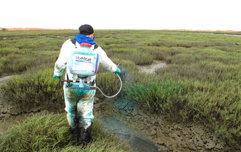 Man spraying of herbicide to eradicate invasive Spartina