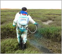 Man spraying of herbicide to eradicate invasive Spartina