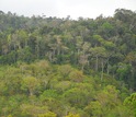 Old-growth Atlantic rainforest in background with second-growth in foreground in Bahia, Brazil.