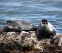 Two seals in Russia's Lake Baikal