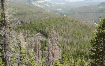 Gray trees killed by bark beetles between green trees in Rocky Mountain National Park.