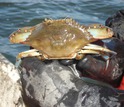 blue crab in person's hands