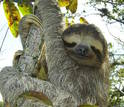 Three-toed sloths lead slow-motion lives, in keeping with their adaptations to arboreal niches.