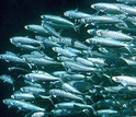 A school of Pacific sardines