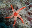 Photo of a starfish on a rock under water