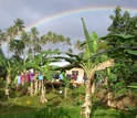 Photo of researchers' base camp  surrounded by banana trees and clothes out to dry in Fiji.