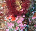 Photo of varios marine organisms in the ocean