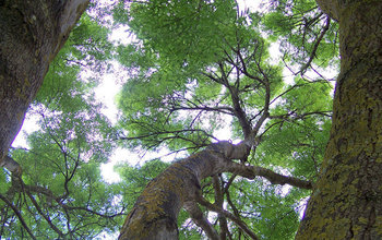 Photo of trees in a forest