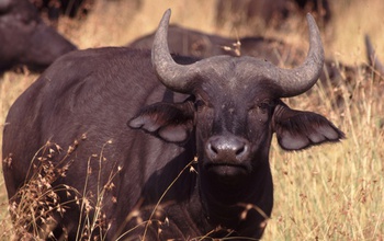 Cape buffalo in the field