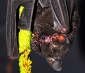 A short-tailed fruit bat, Carollia perspicillata, feeding on fruit