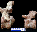 Image showing two tail vertebrae of the newly discovered Rukwatitan.