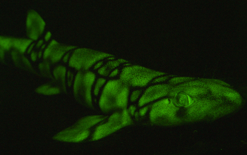 a green glowing fish