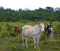 Cattle on pasture and a forest in the background in Chiapas, Mexico.