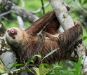 Two-toed sloths are heavily-built animals with shaggy fur and slow, deliberate movements.