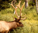 Elk browsing on willows in Yellowstone