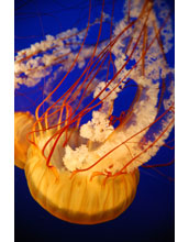 Jellyfish species <em>Chrysaora fuscescens</em>