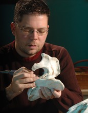 Mark Clementz samples teeth from the lower jaw of a manatee