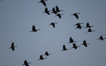  sandhill cranes flying