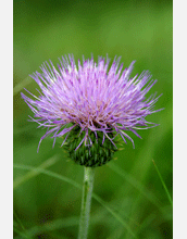 A thistle growing on the Walter Orr Roberts Weather Trail near NCAR's Mesa Lab, Boulder, Colo.