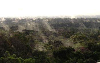 Amazon forest from tree line