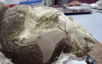 The skull of the newly discovered mammal Vintana sertichi next to a ruler