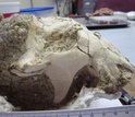 The skull of the newly discovered mammal Vintana sertichi next to a ruler