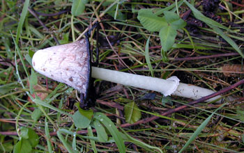 Unknown species of mushroom from Southern Sakhalin Island, Russia