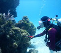 Alexandra Davis under water studying corals