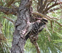 Hairy woodpecker in a tree