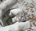 hand holding a molar tooth of a 20 million-year-old toxodont