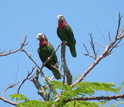 Bahamas parrots sitting in a tree