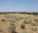 Nutrient Network fencingin a field at the Cedar Point Biological Station in Oglalla, Nebraska.