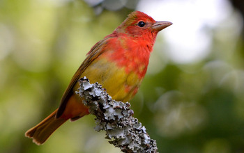 Biologists and atmospheric scientists track migrating birds like this summer tanager.