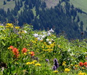 Colorado Rocky Mountain meadow with wildflowers in bloom