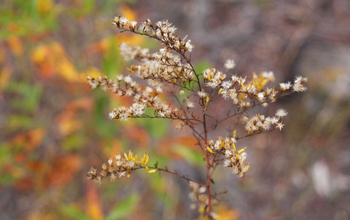 plant with flowers